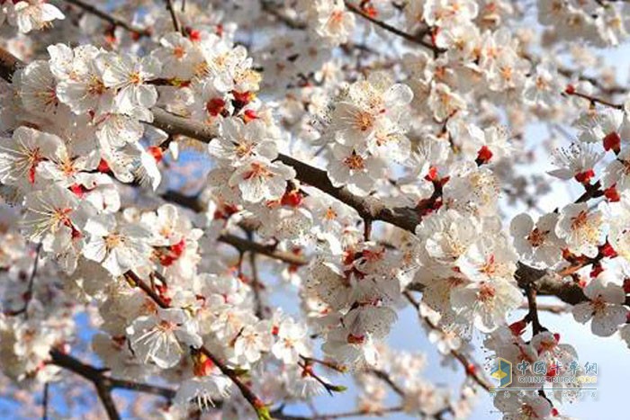 花花世界，福田小金剛載你尋春