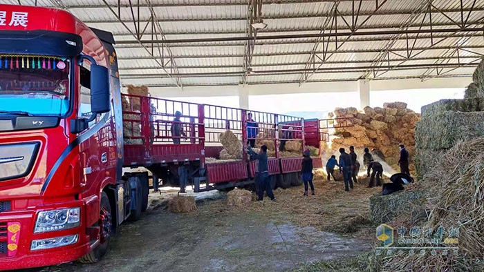 正在對(duì)燕麥飼草裝車